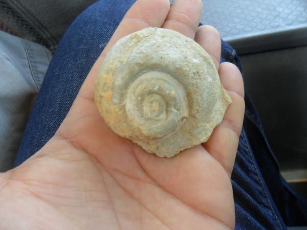 Stone Shell