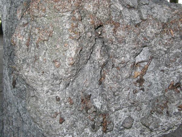 Stone texture