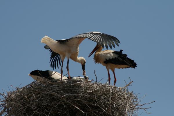 Stork nest