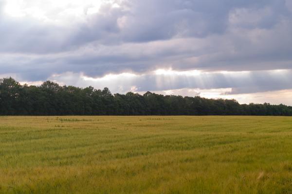 Storm over the field