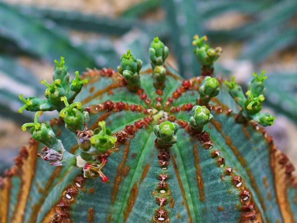 Strange plant