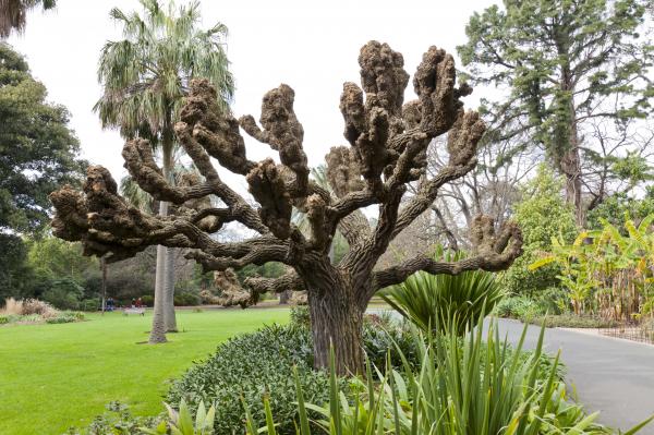 Strange Tree