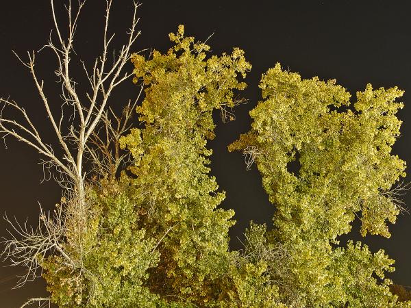 Strange Tree in the Middle of the Night
