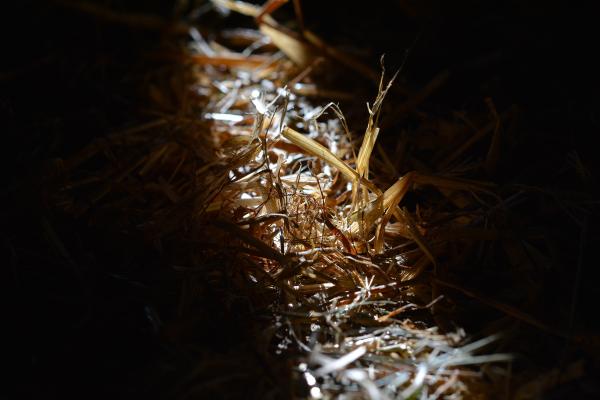 Straw