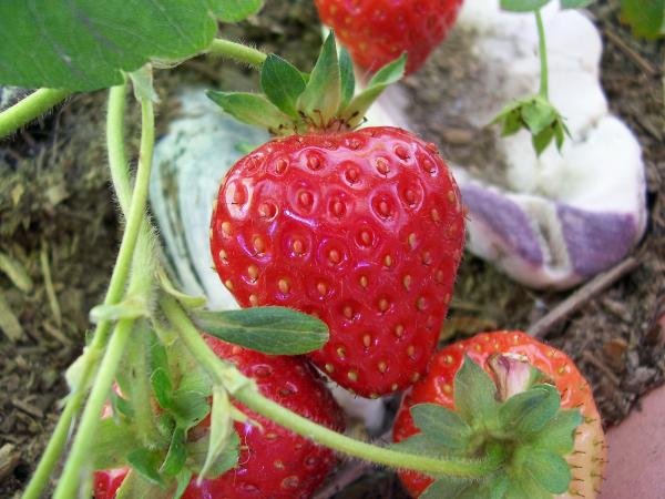 Strawberries