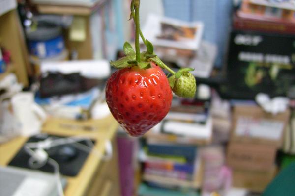 Strawberry