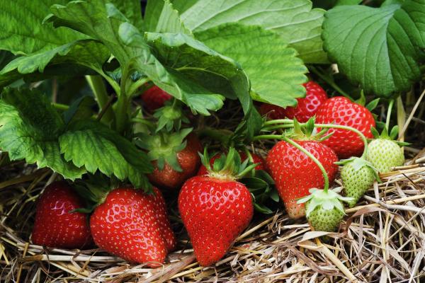Strawberry plant