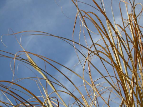 Straws against the sky
