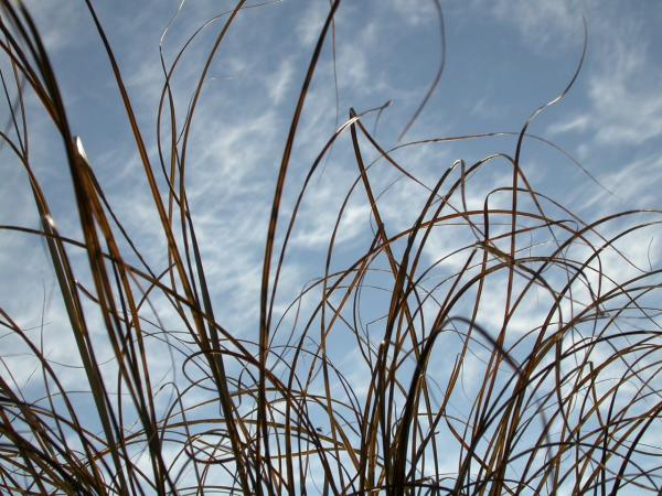 Straws against the sky