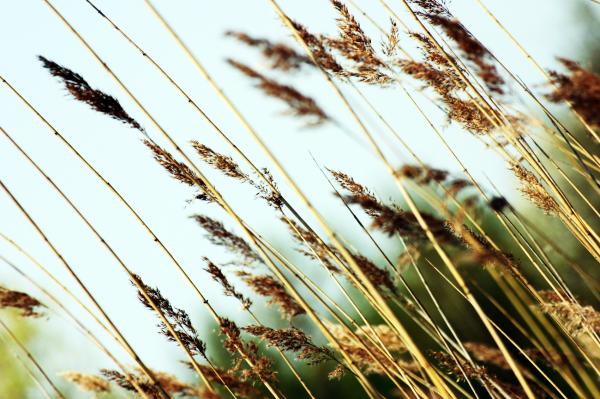 Straws in the wind