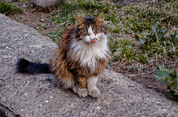 Stray Cat