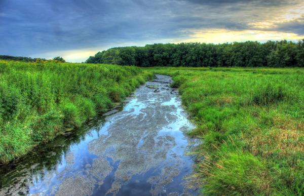 The Stream