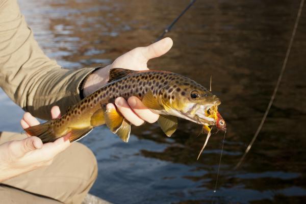 Streamer for flyfishing