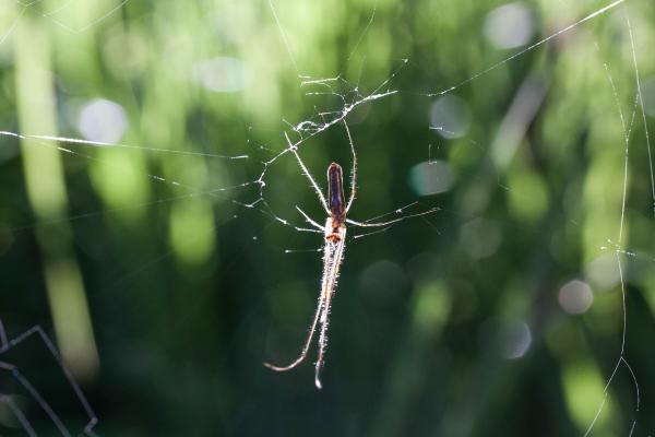 Strecker Spider