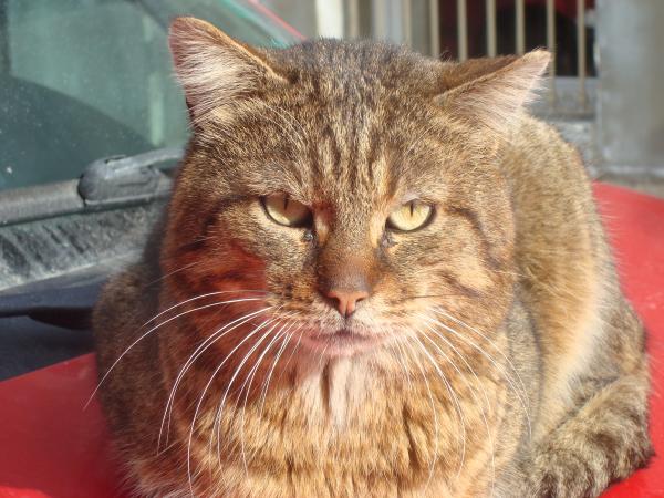 Street cat