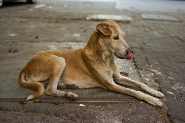 Street Dog