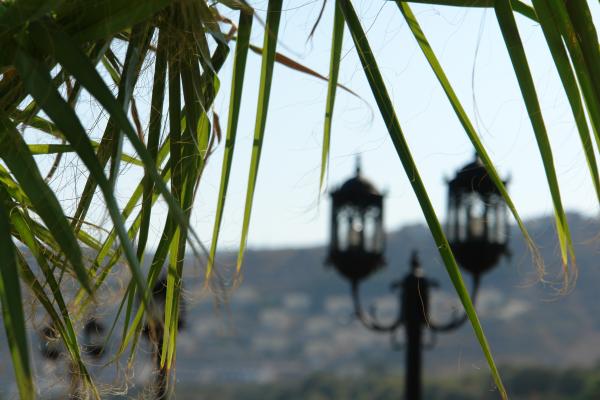 Street lamp and palm tree