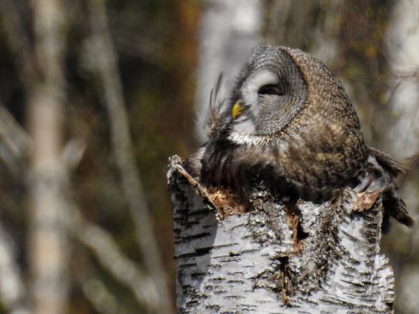 (Strigiformes: Strigidae) Strix nebulosa ♀, Lappuggla / Great grey owl