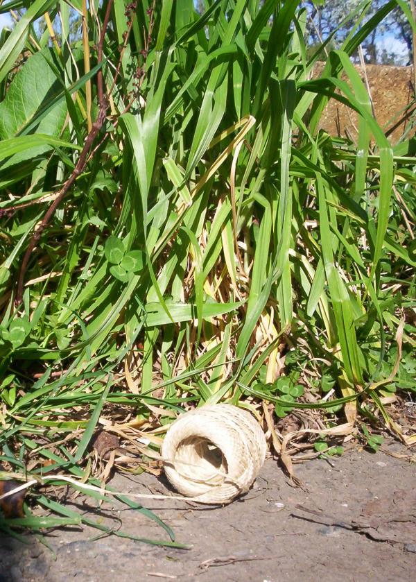 String in the grass