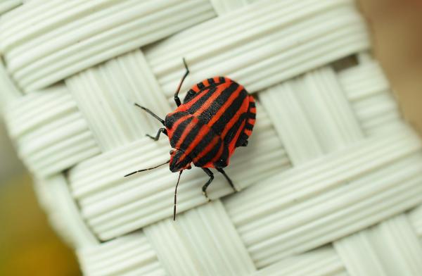Strip Bug