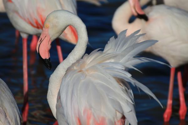 Stéphanie Baumard - Flamant rose (phoenicopterus roseus) - Camargue