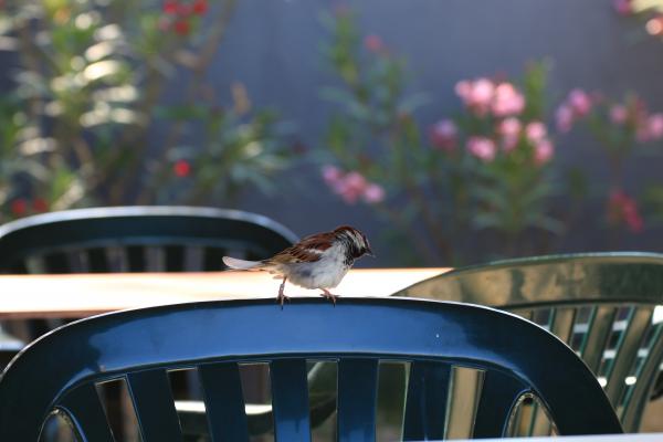 Stéphanie baumard - Le Moineau domestique (Passer domesticus) - Camargue