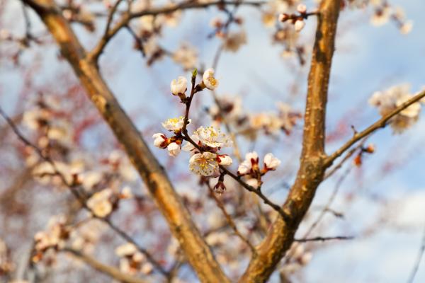 Summer Bloom