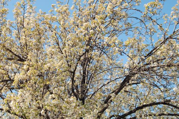 Summer Bloom