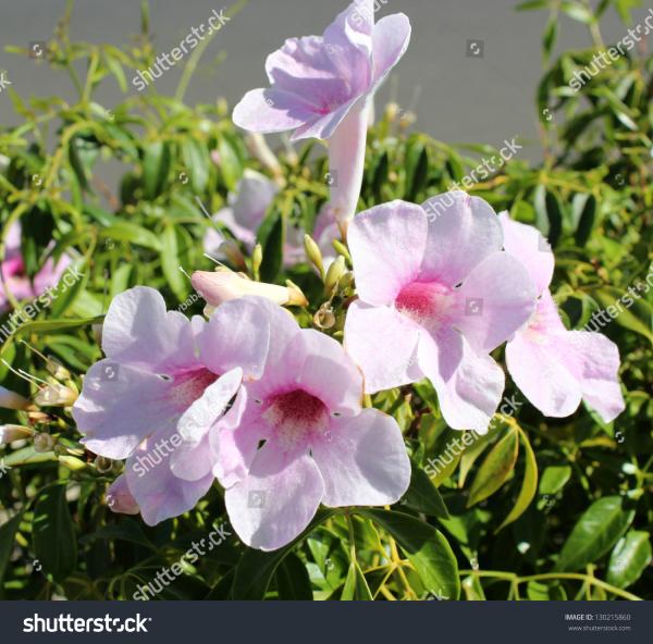 Summer Bloom