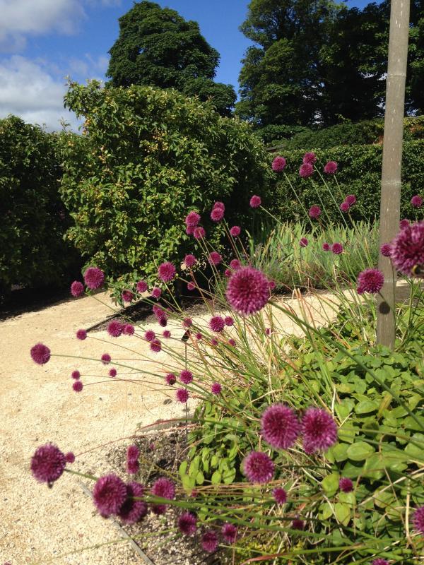 Summer Bloom