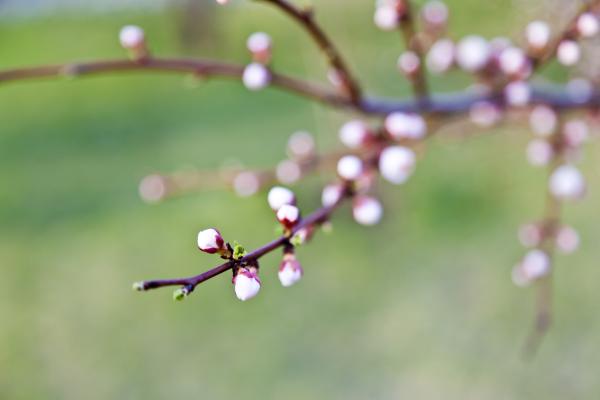 Summer Bloom