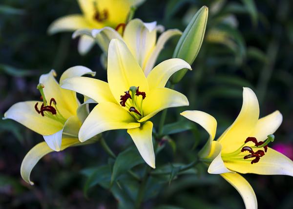 Summer Blooms
