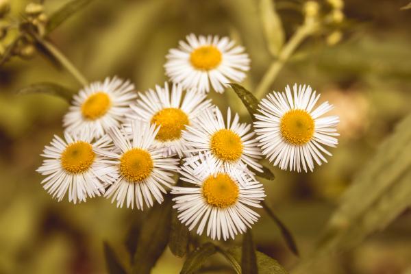Summer flowers