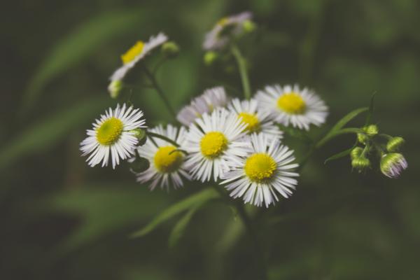Summer flowers