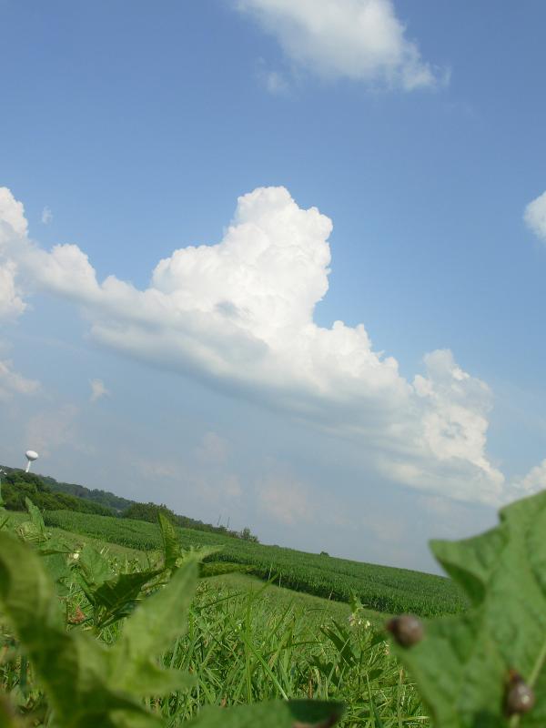 Summer landscape