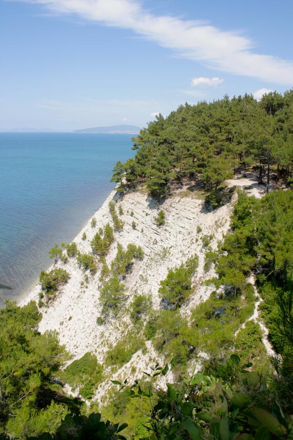 summer landscape