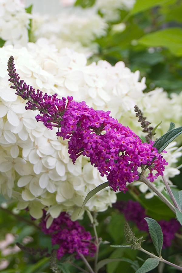 Summer Lilacs