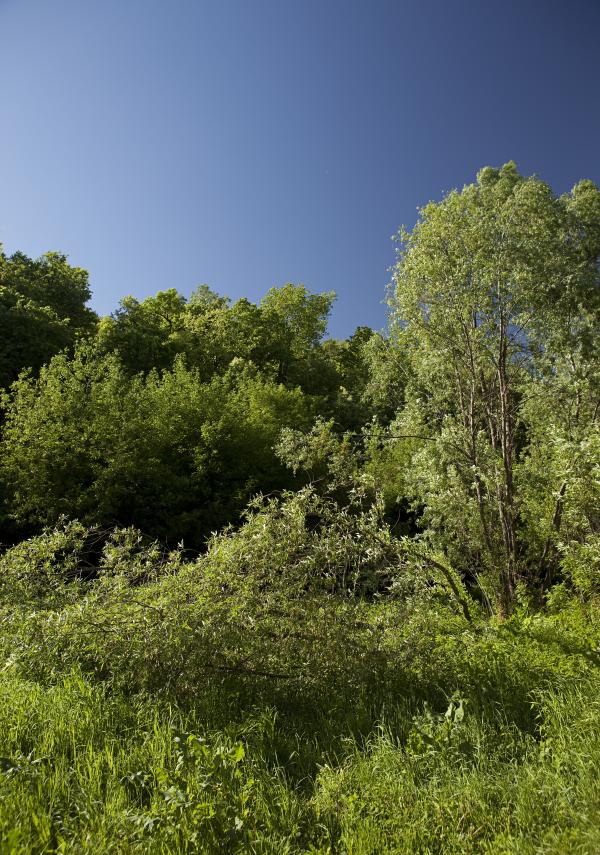 summer scene