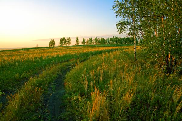 summer scene