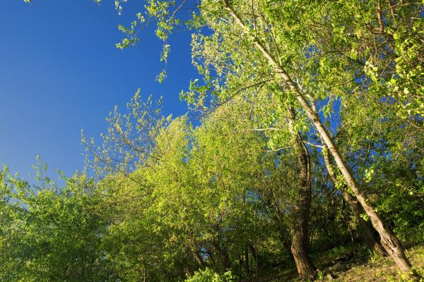 summer