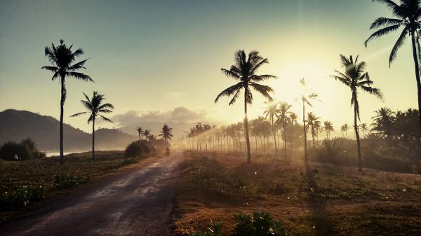 Sun and Palm Trees