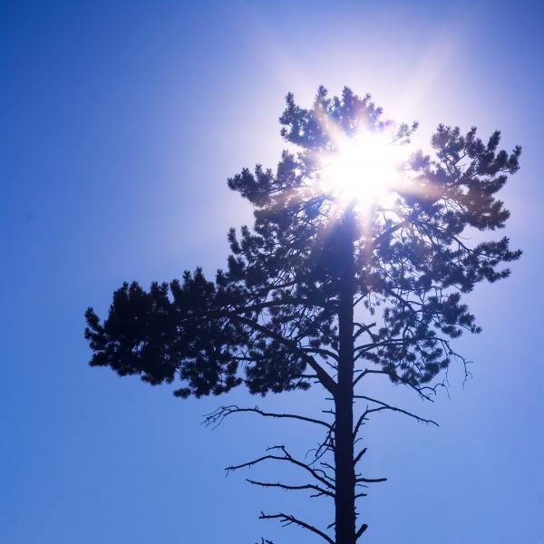 Sun and tree