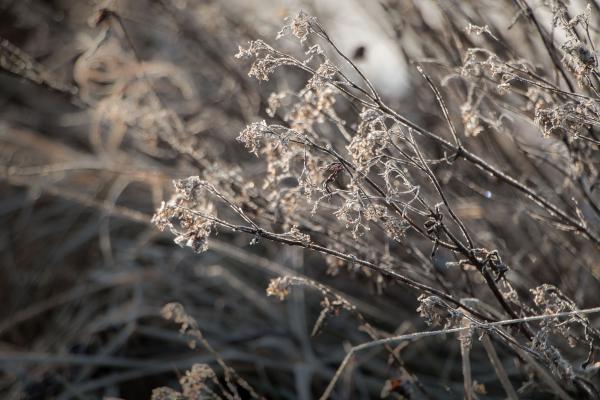 Sun and winter