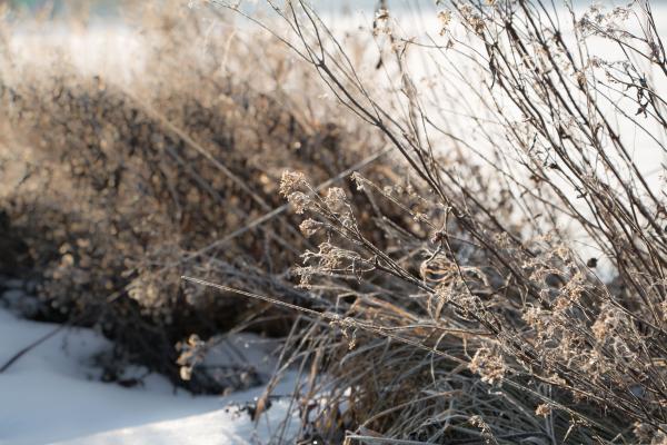 Sun and winter