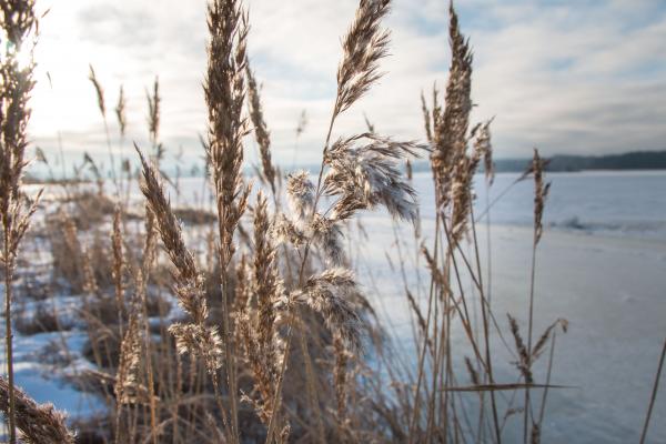 Sun and winter