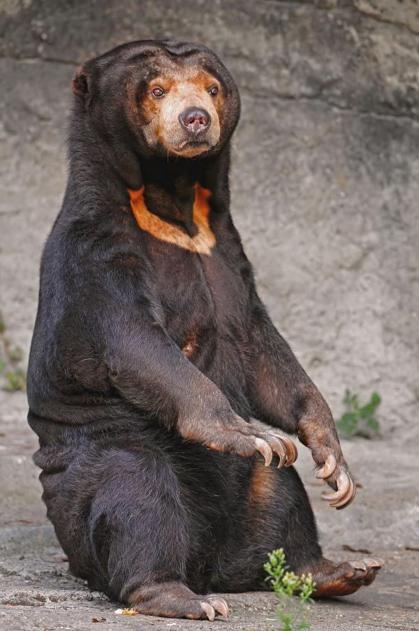 Sun bear