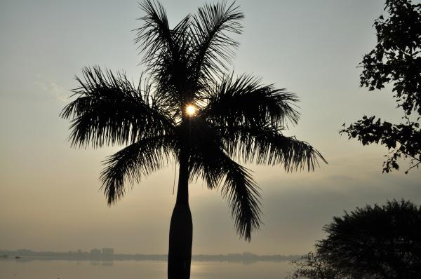 Sun Behind the Tree