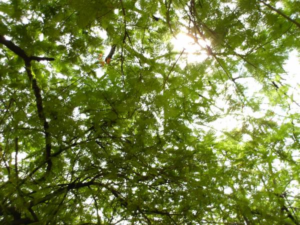 Sun behind the trees