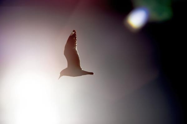 Sun Flare Bird