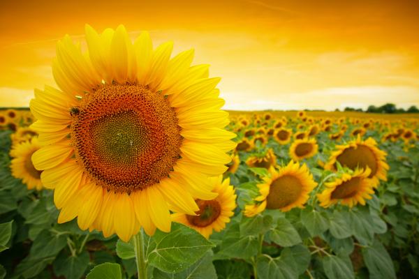 Sun flowers